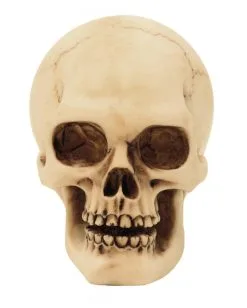 2er Set Graveyard Totenschädel Medium 4 2er Set Graveyard Totenschädel Medium -Karneval Universe Verkäufe 2er set graveyard totenkopf medium graveyard skull 2pc set medium totenschaedel kaufen 52350 03 1