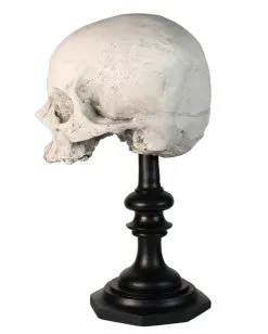 J. DOE Totenschädel Auf Sockel 20cm 7 J. DOE Totenschädel Auf Sockel 20cm -Karneval Universe Verkäufe j doe totenkopf auf sockel j doe totenschaedel auf sockel j doe skull plinth gothic homware 54857 02