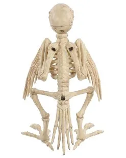 Papagei Skelett 19cm 7 Papagei Skelett 19cm -Karneval Universe Verkäufe skelett papagei skeleton parrot halloween dekoration 52638 04