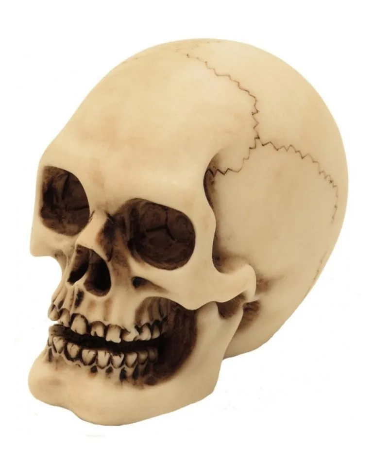 Karneval Universe Store 16 Karneval Universe Store -Karneval Universe Verkäufe 2er set graveyard totenkopf medium graveyard skull 2pc set medium totenschaedel kaufen 52350 01 1 768x957 1